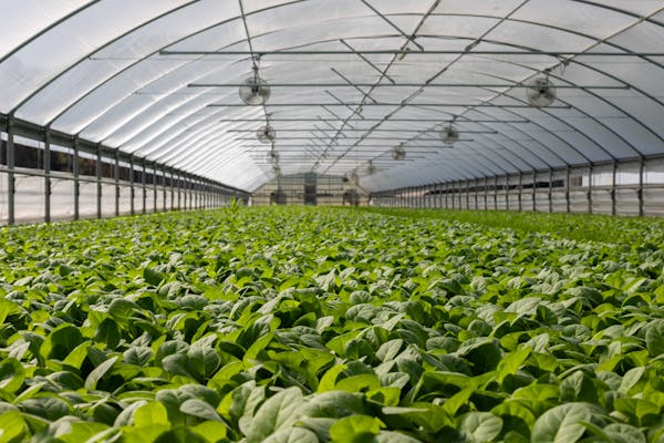How to Grow Your Business Like a Healthy Garden: Simple Steps to Help You Succeed